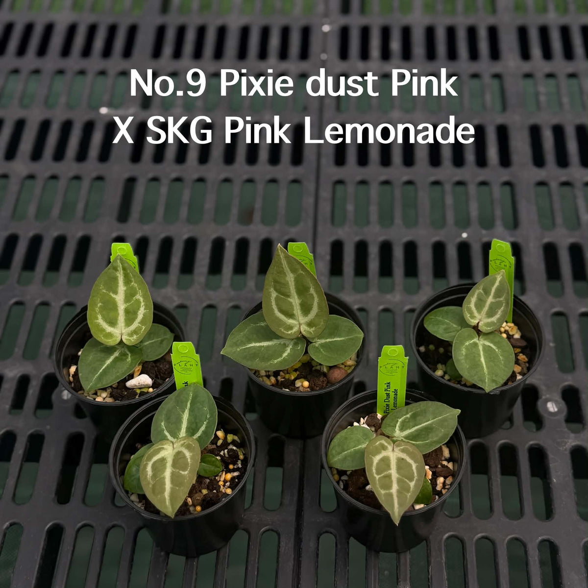 Anthurium Halloween Set HW2 (5 Plants) (PRE-ORDER)-HW2