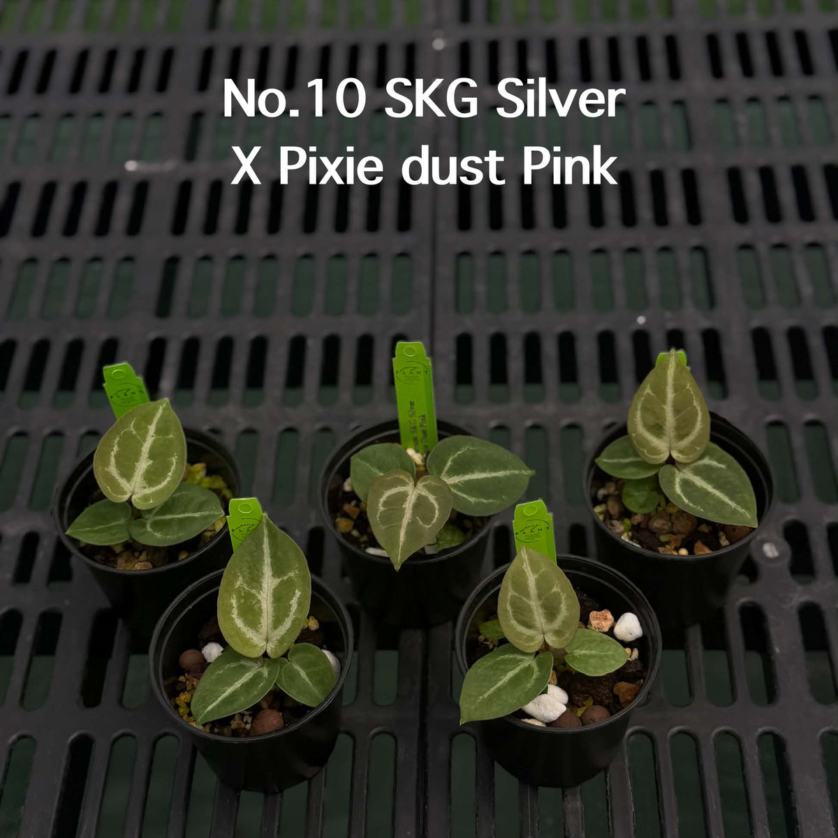 Anthurium Halloween Set HW6 (6 Plants) (PRE-ORDER)-HW6