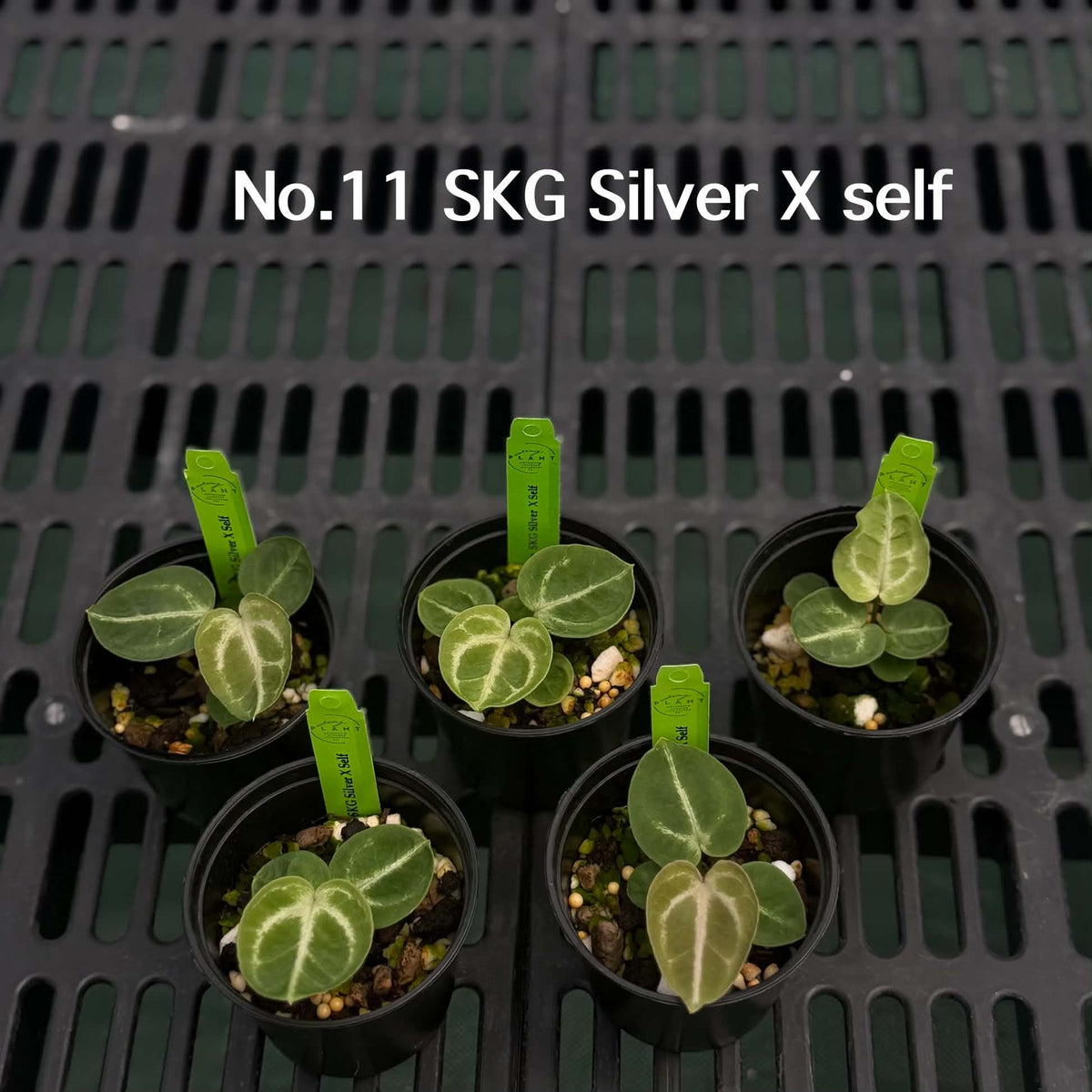 Anthurium Halloween Set HW6 (6 Plants) (PRE-ORDER)-HW6