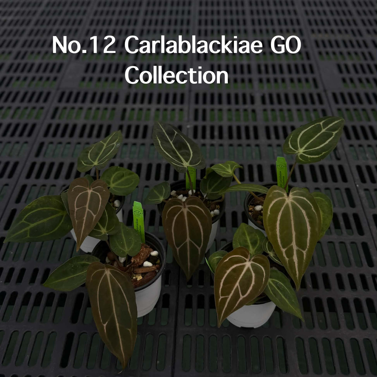 Anthurium Halloween Set HW2 (5 Plants) (PRE-ORDER)-HW2
