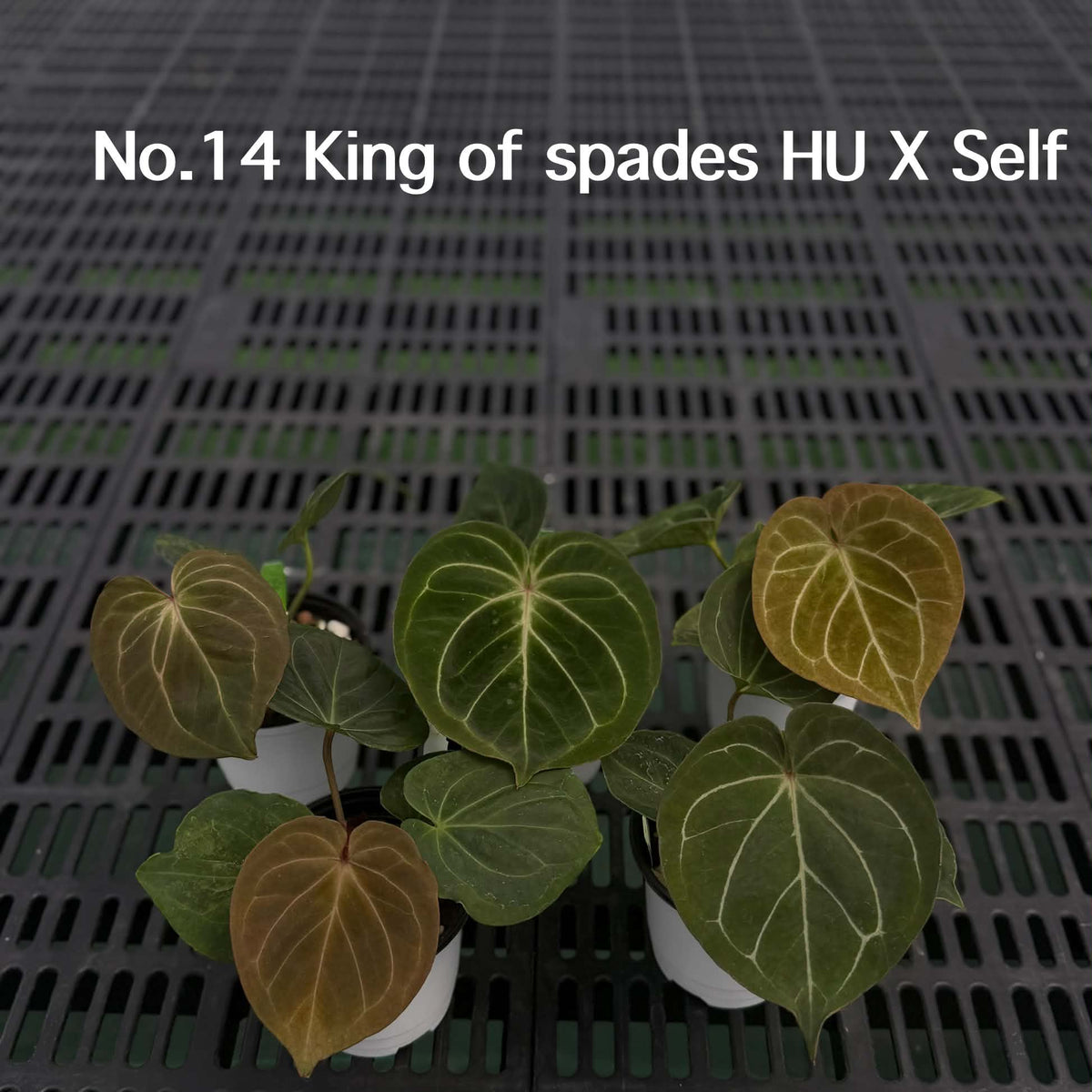Anthurium Halloween Set HW2 (5 Plants) (PRE-ORDER)-HW2