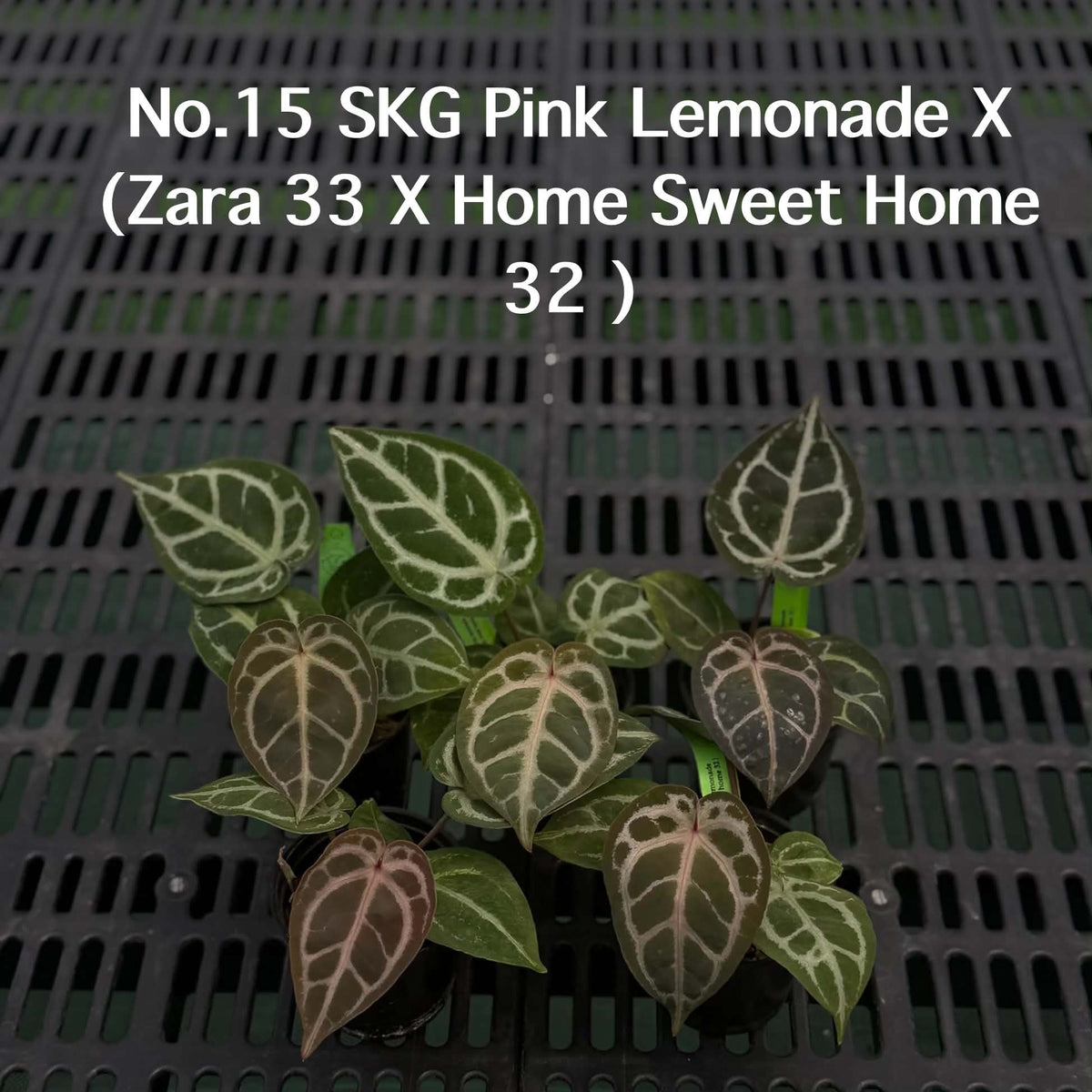 Anthurium Halloween Set HW6 (6 Plants) (PRE-ORDER)-HW6