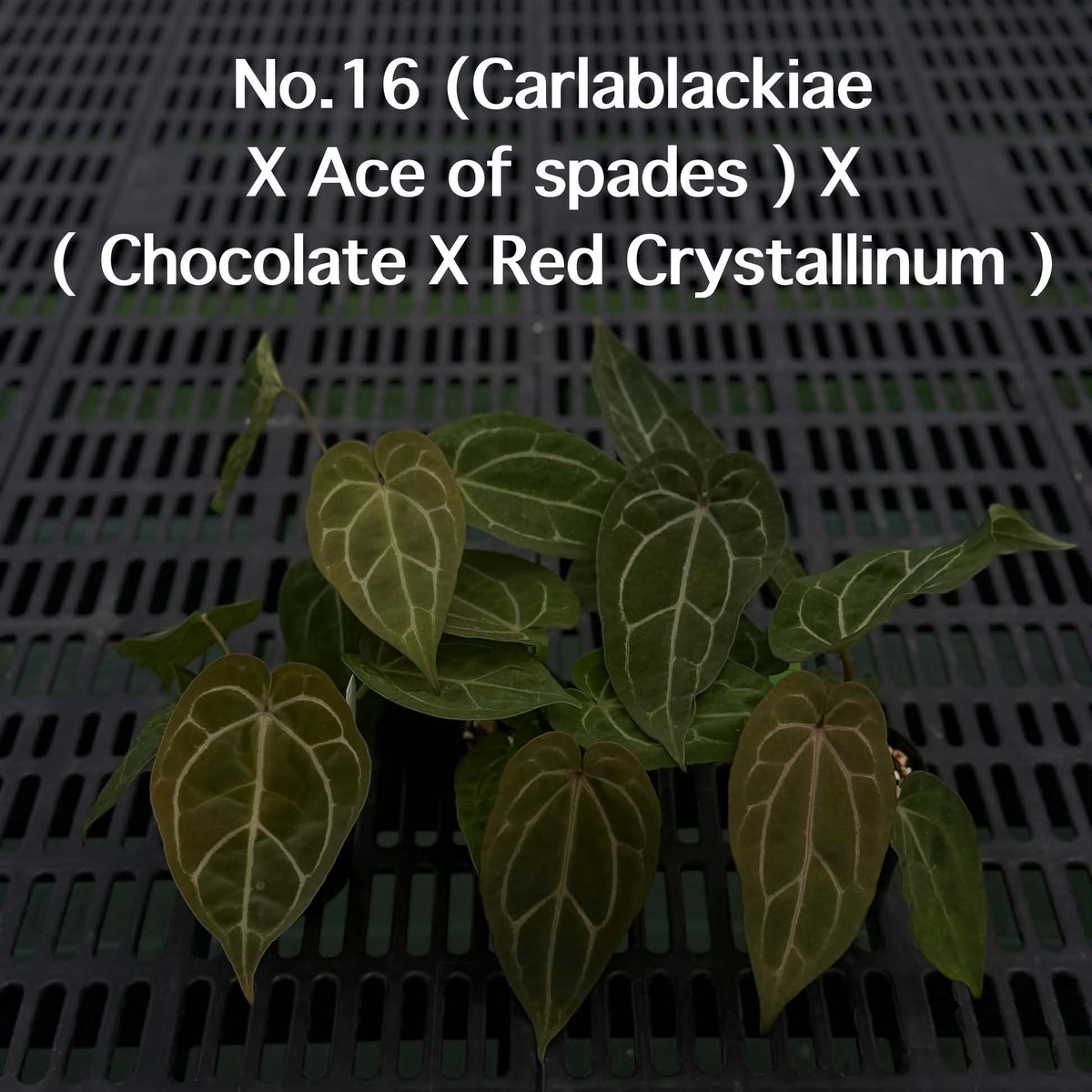 Anthurium Halloween Set HW5 (5 Plants) (PRE-ORDER)-HW5