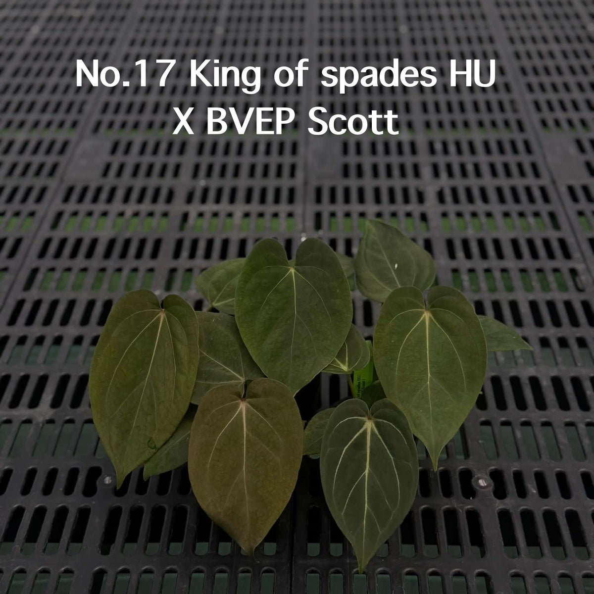 Anthurium Halloween Set HW5 (5 Plants) (PRE-ORDER)-HW5