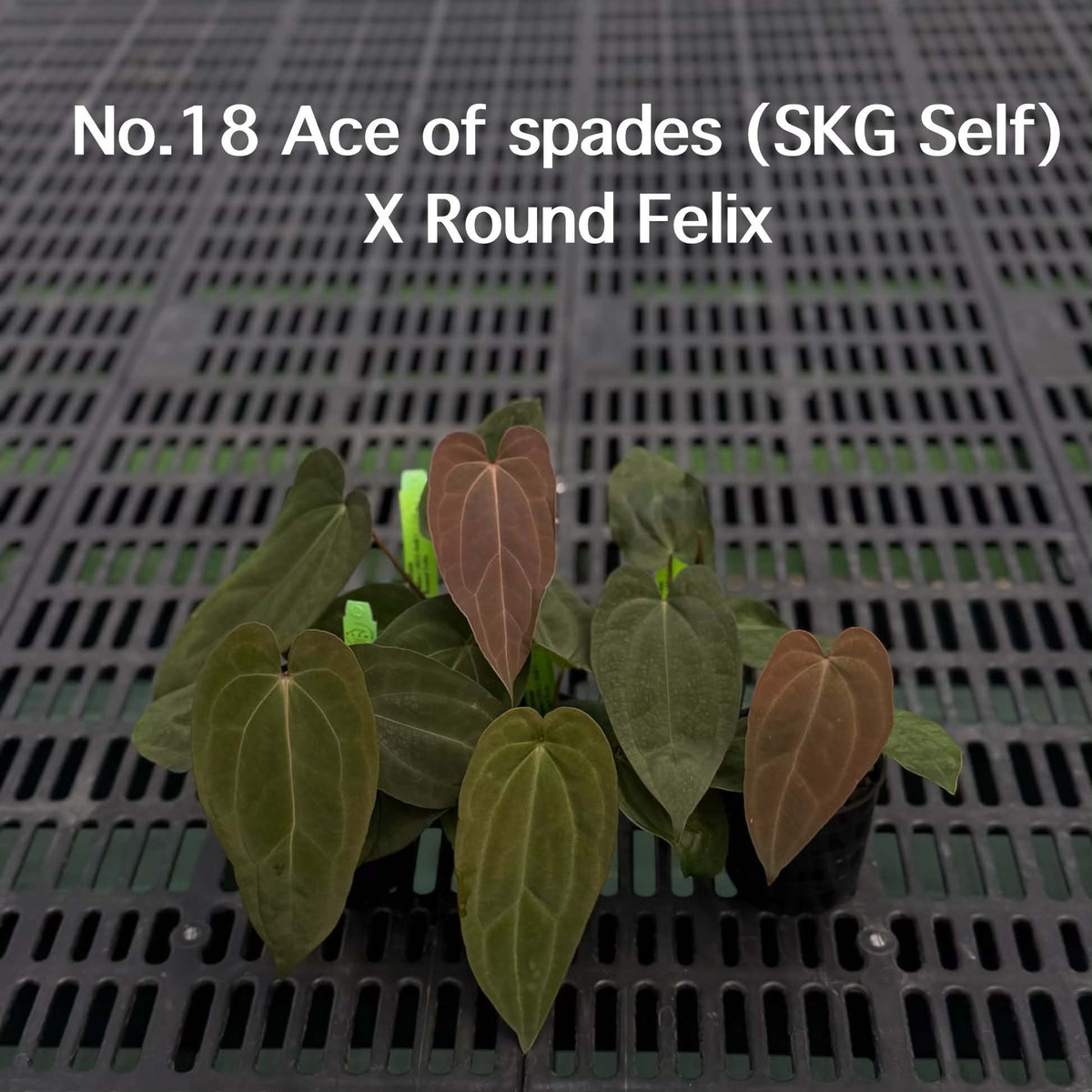 Anthurium Halloween Set HW5 (5 Plants) (PRE-ORDER)-HW5