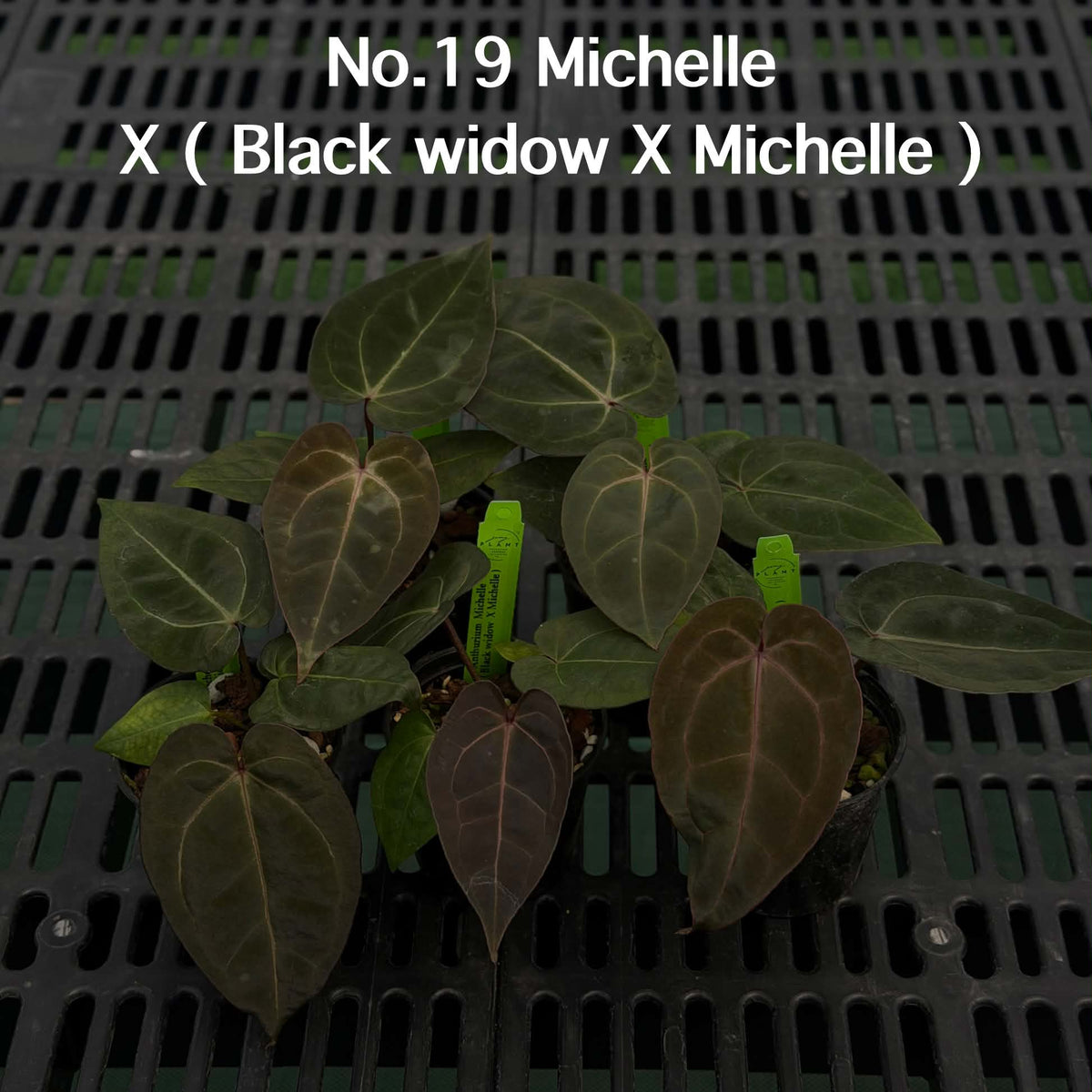 Anthurium Halloween Set HW5 (5 Plants) (PRE-ORDER)-HW5