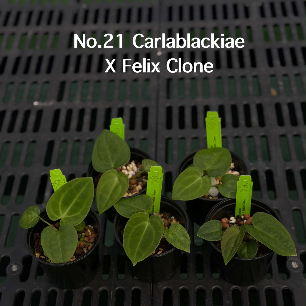 Anthurium Halloween Set HW6 (6 Plants) (PRE-ORDER)-HW6