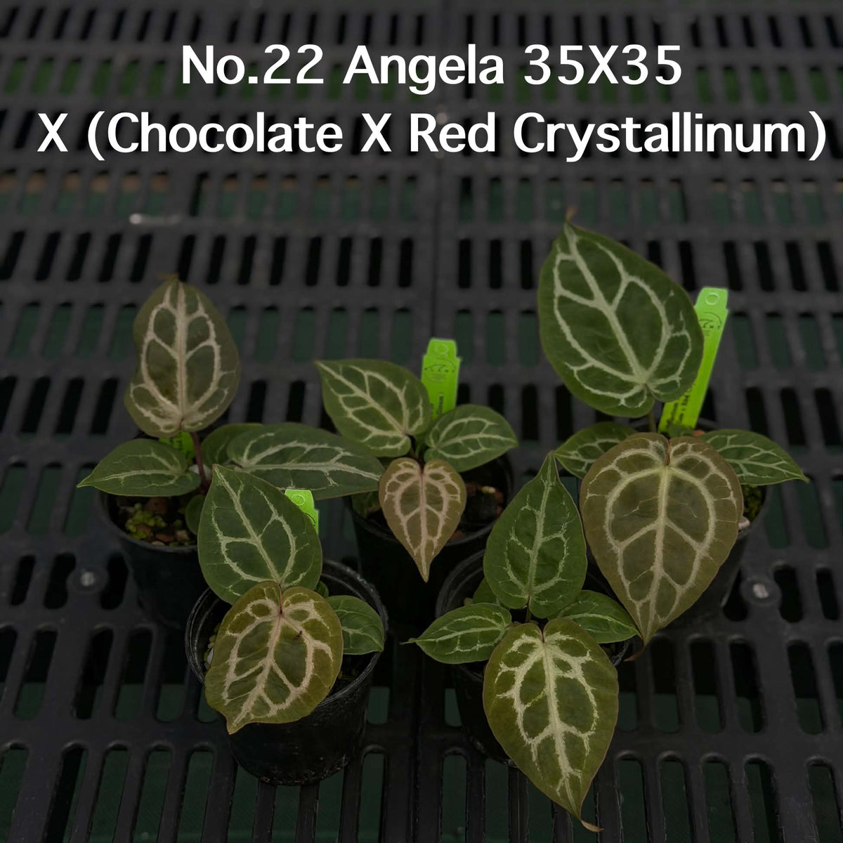 Anthurium Halloween Set HW1 (5 Plants) (PRE-ORDER)-HW1