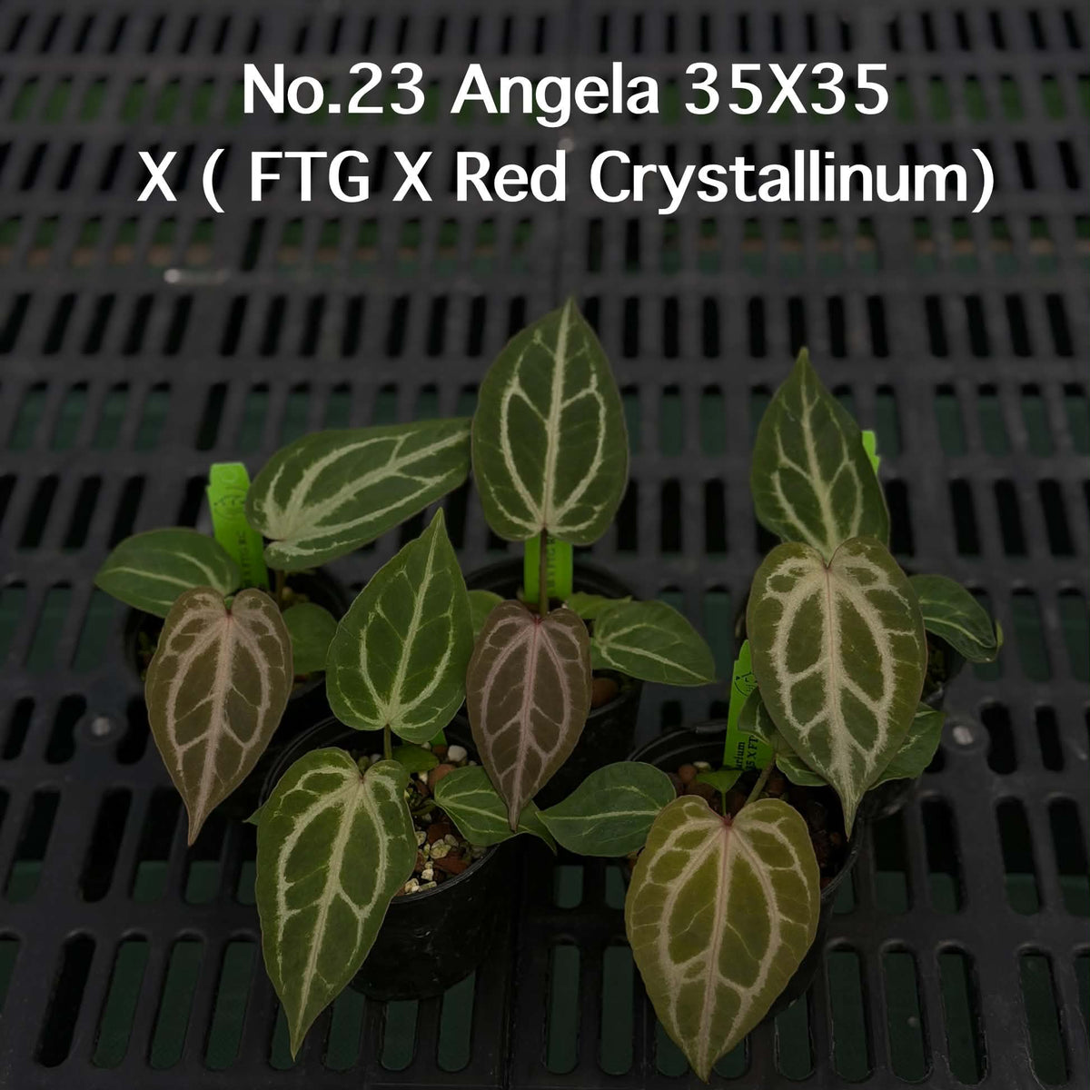 Anthurium Halloween Set HW3 (4 Plants) (PRE-ORDER)-HW3