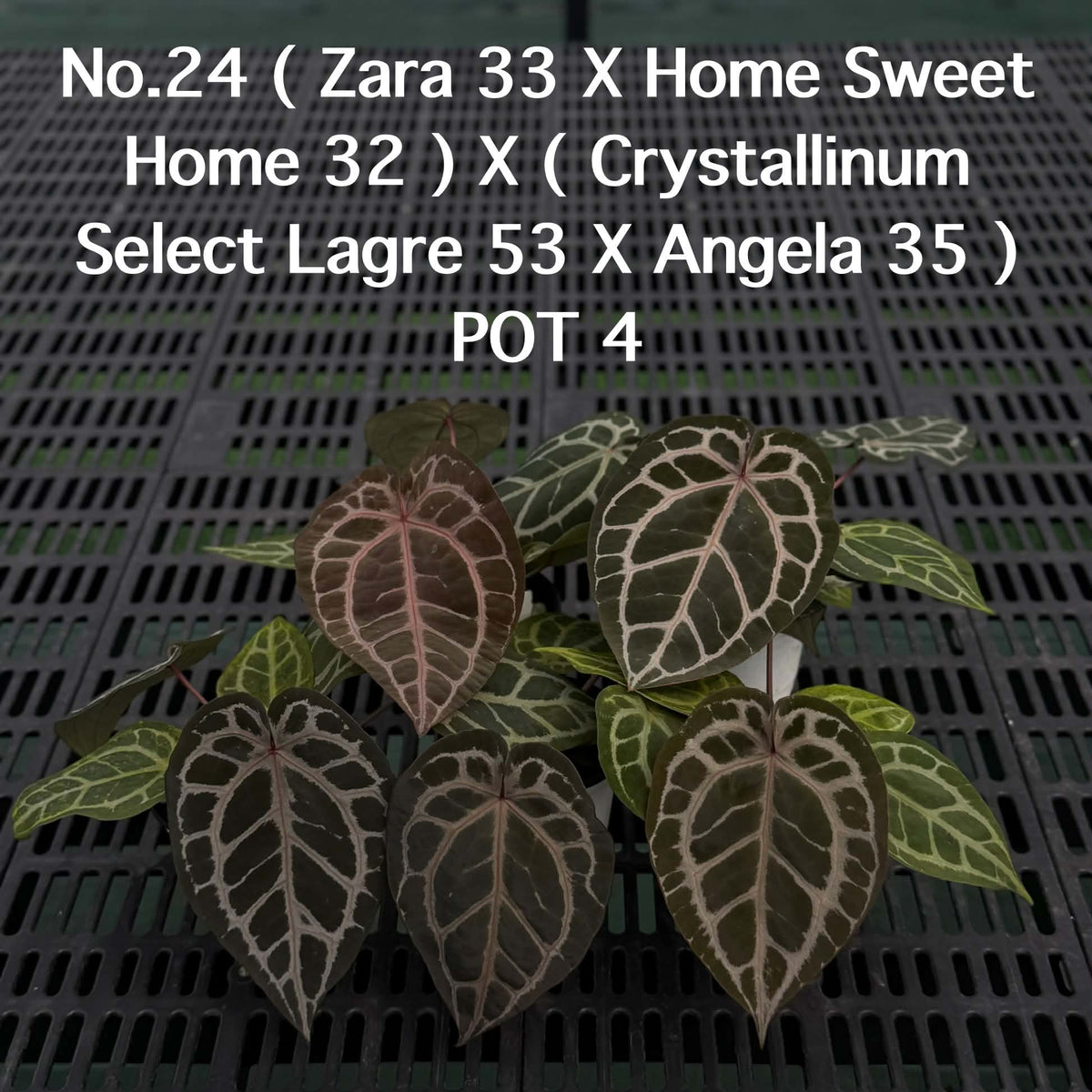 Anthurium Halloween Set HW2 (5 Plants) (PRE-ORDER)-HW2