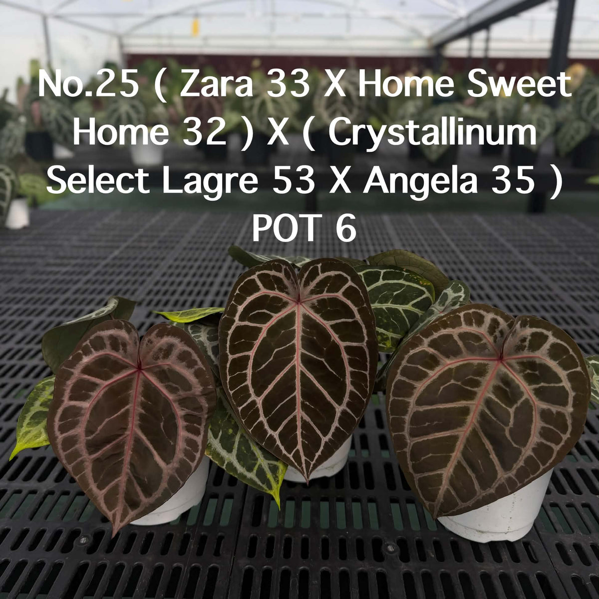 Anthurium Halloween Set HW2 (5 Plants) (PRE-ORDER)-HW2