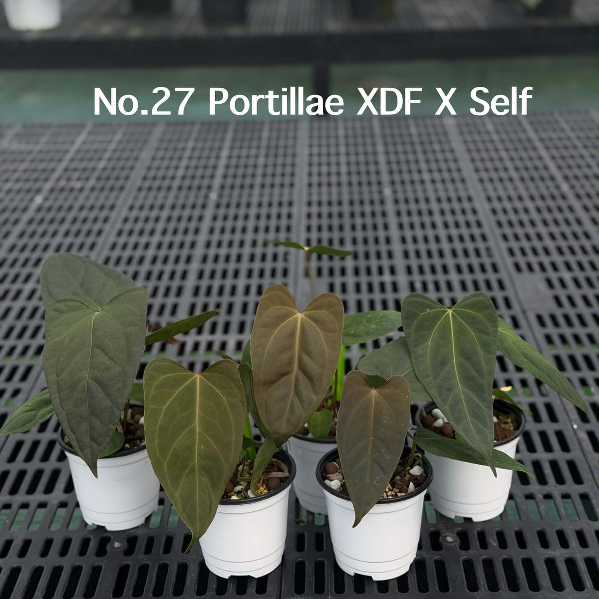 Anthurium Halloween Set HW4 (4 Plants) (PRE-ORDER)-HW4