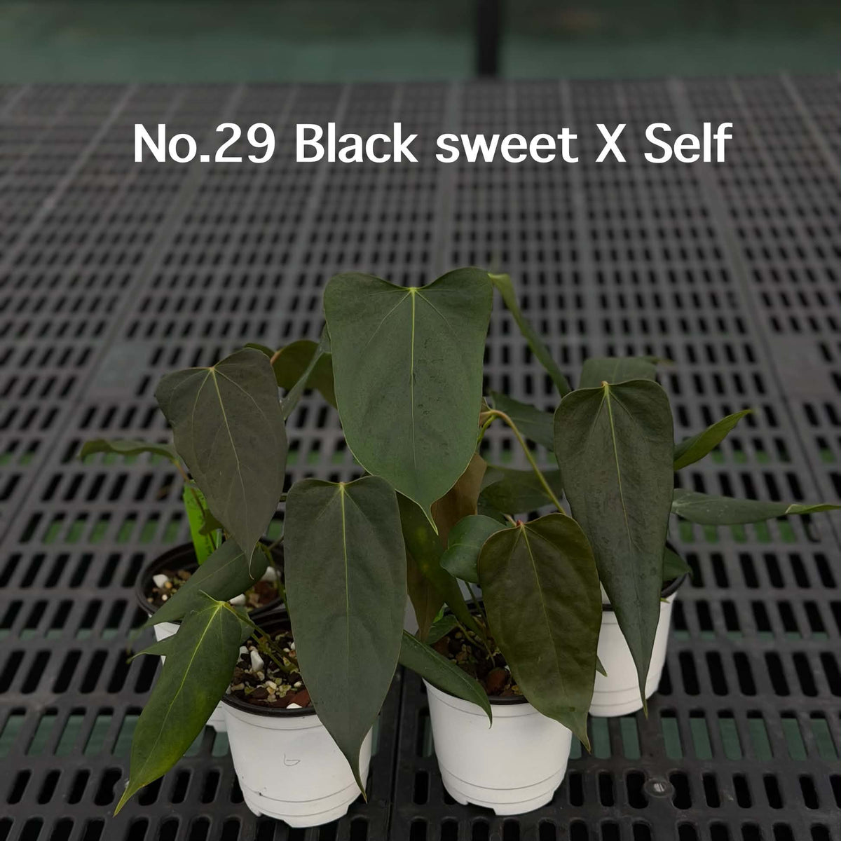 Anthurium Halloween Set HW4 (4 Plants) (PRE-ORDER)-HW4