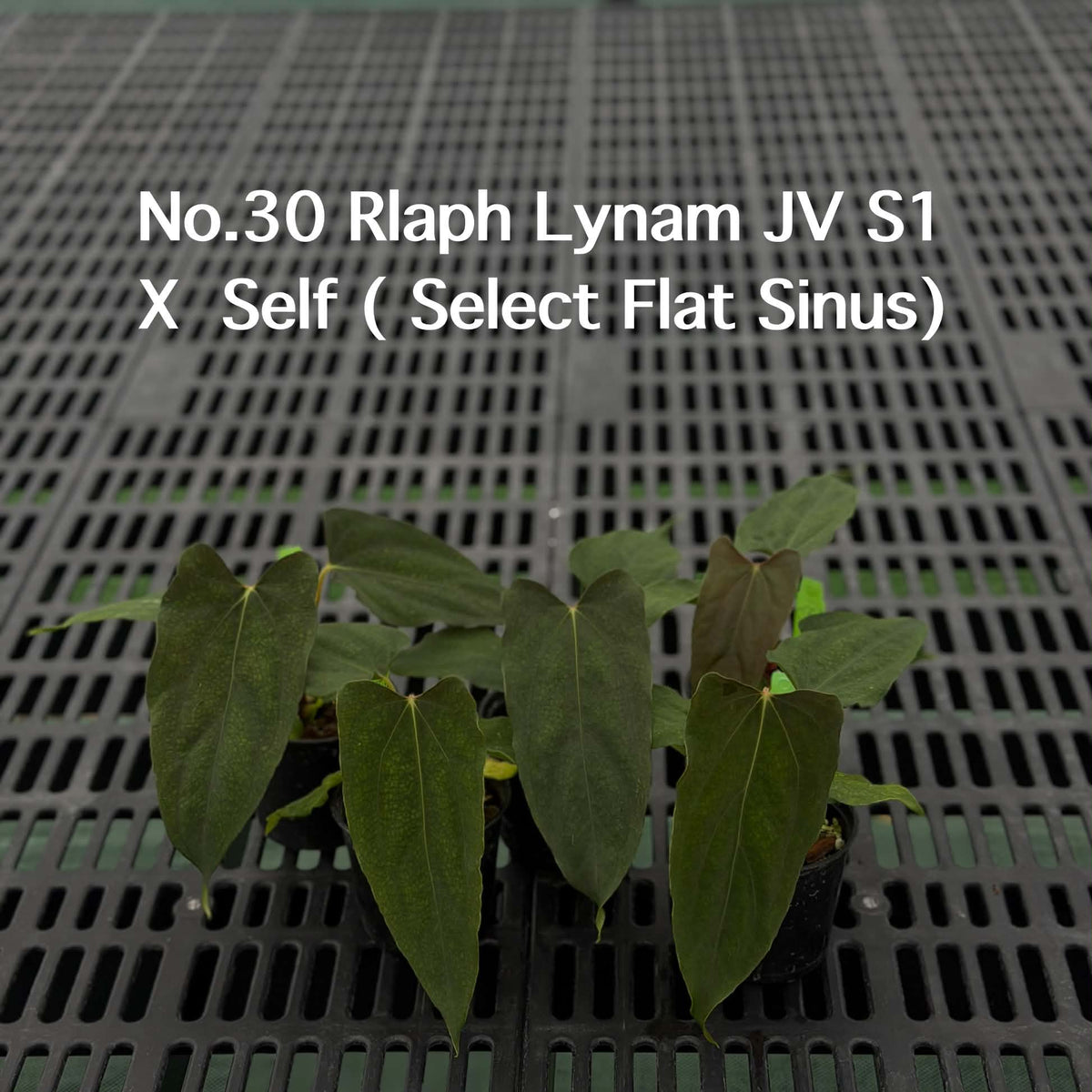 Anthurium Halloween Set HW4 (4 Plants) (PRE-ORDER)-HW4