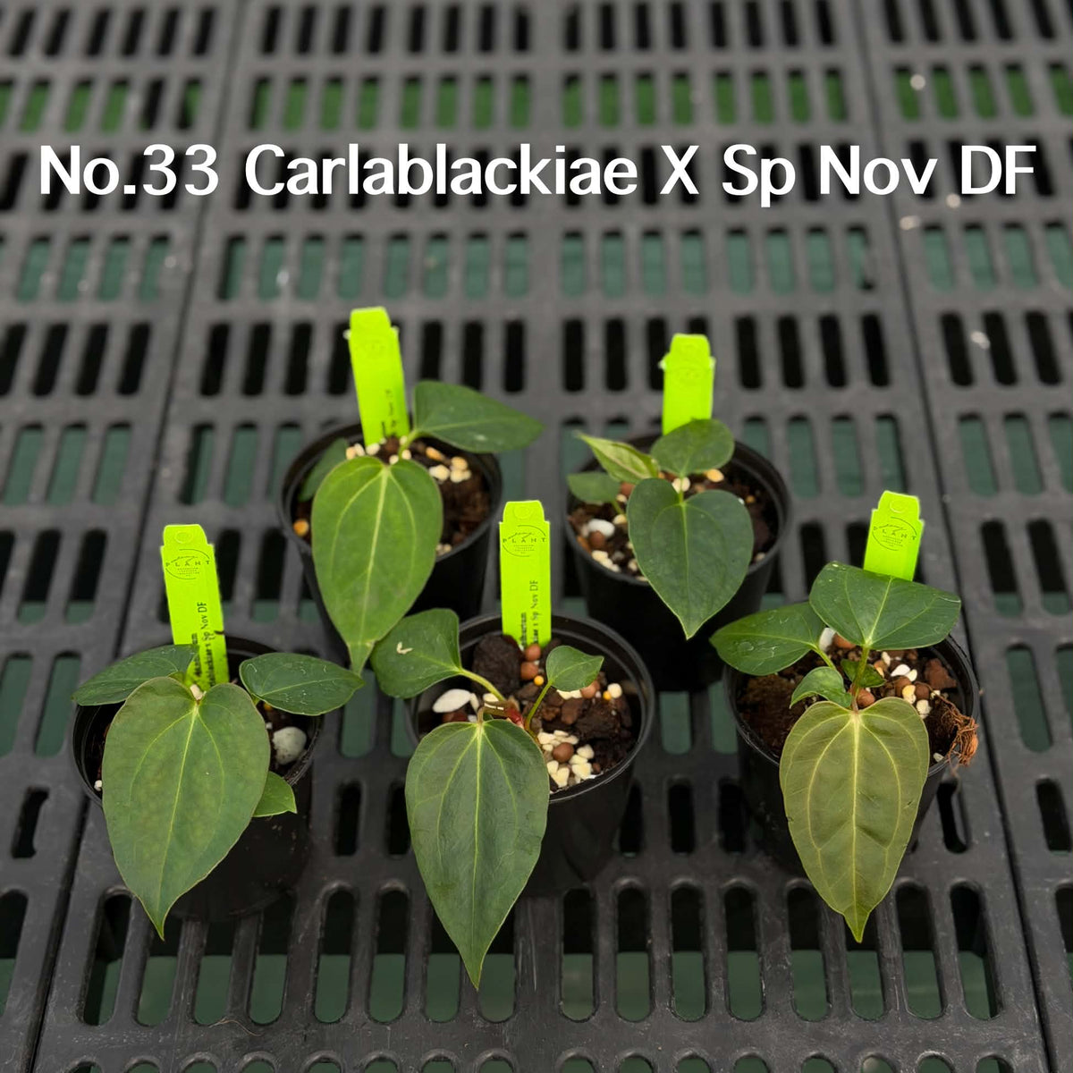 Anthurium Halloween Set HW9 (6 Plants) (PRE-ORDER)-HW9