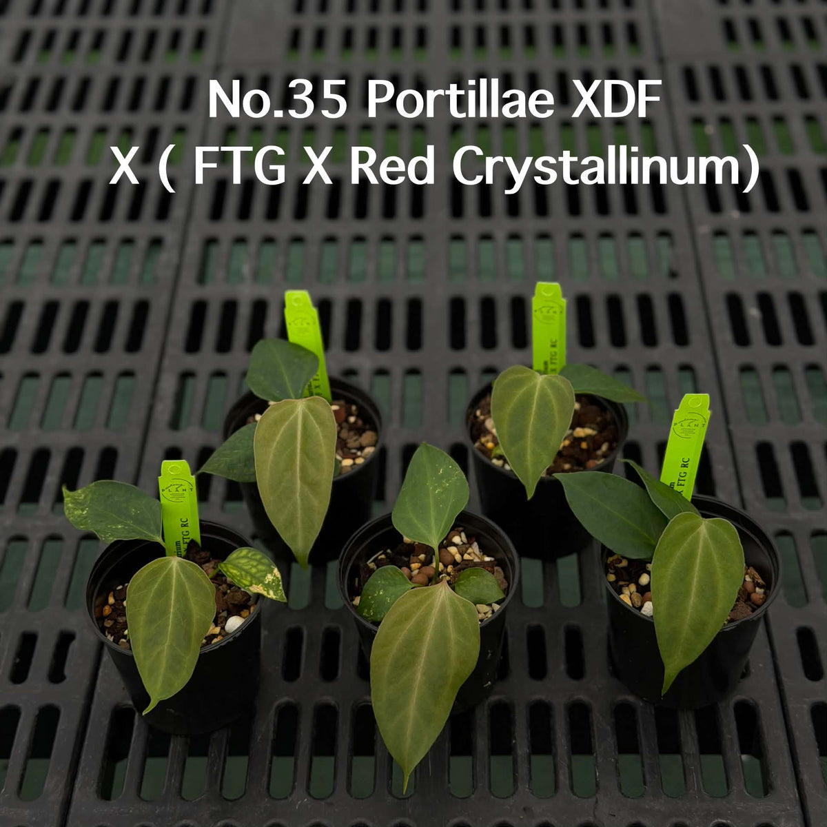 Anthurium Halloween Set HW10 (4 Plants) (PRE-ORDER)-HW10