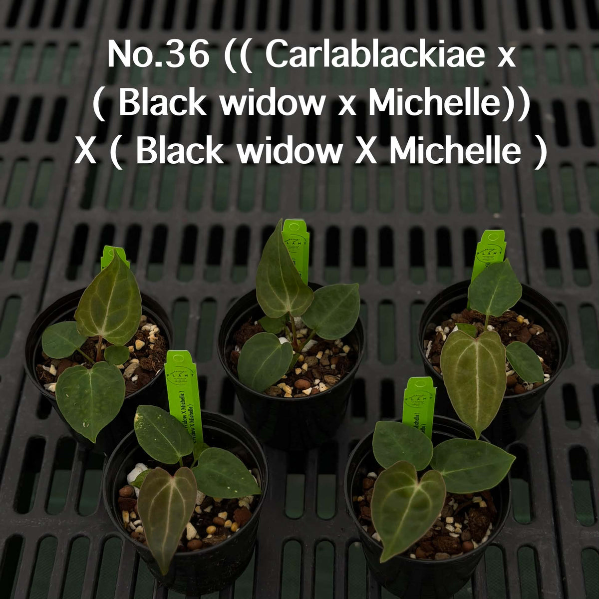 Anthurium Halloween Set HW10 (4 Plants) (PRE-ORDER)-HW10