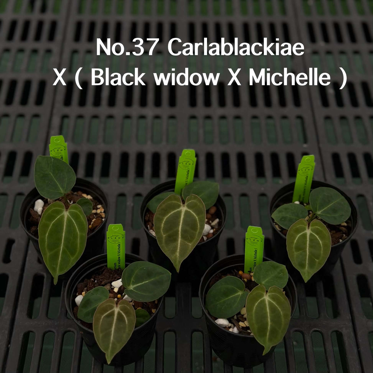 Anthurium Halloween Set HW9 (6 Plants) (PRE-ORDER)-HW9