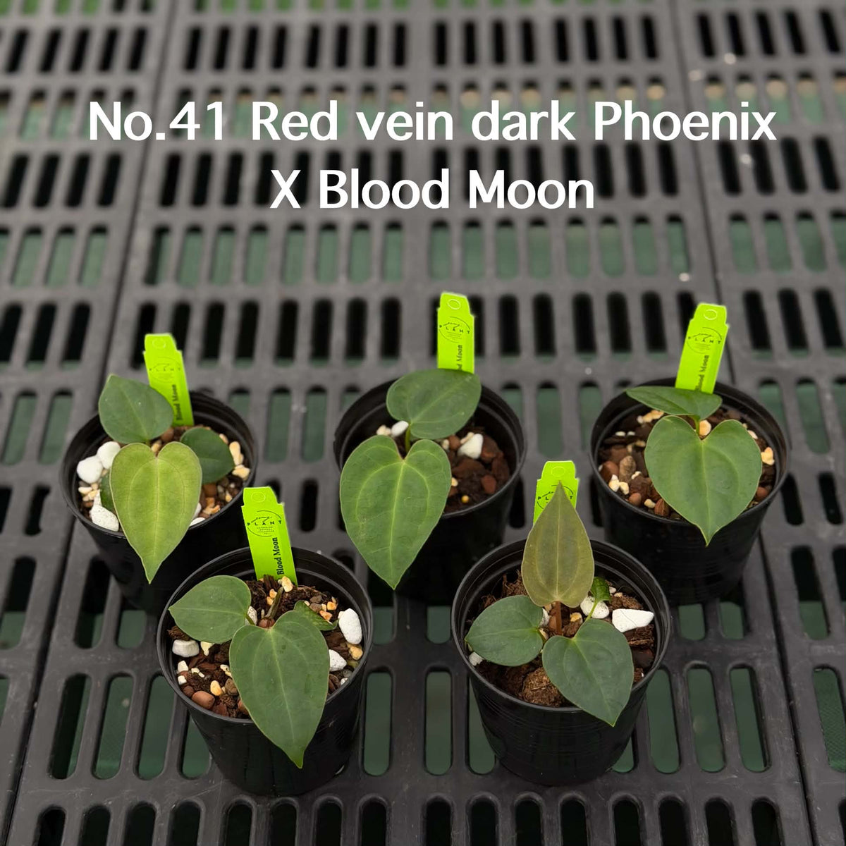 Anthurium Halloween Set HW10 (4 Plants) (PRE-ORDER)-HW10