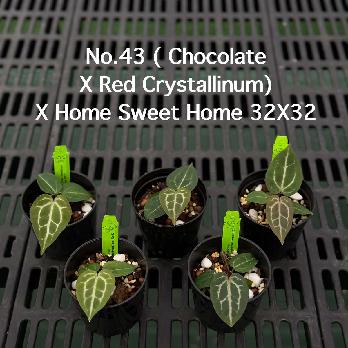 Anthurium Halloween Set HW1 (5 Plants) (PRE-ORDER)-HW1