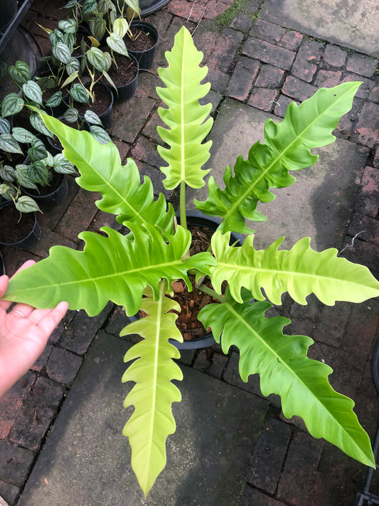 Philodendron Golden serratum (Pre-Order)