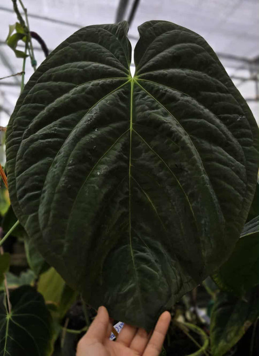 Goliath (parent plant)