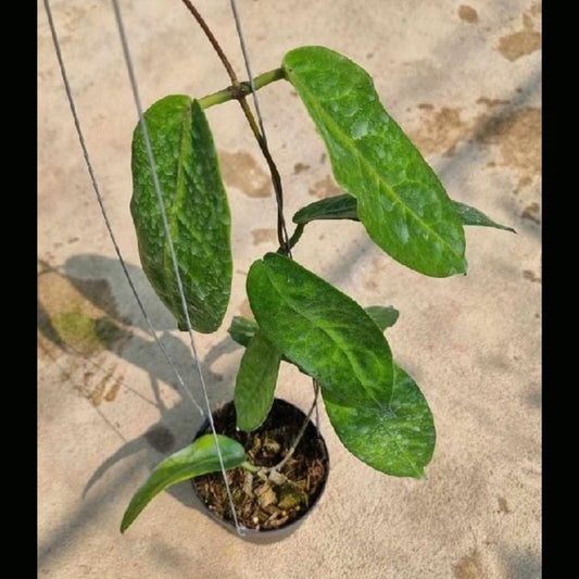 Hoya Meglaster (PRE-ORDER)