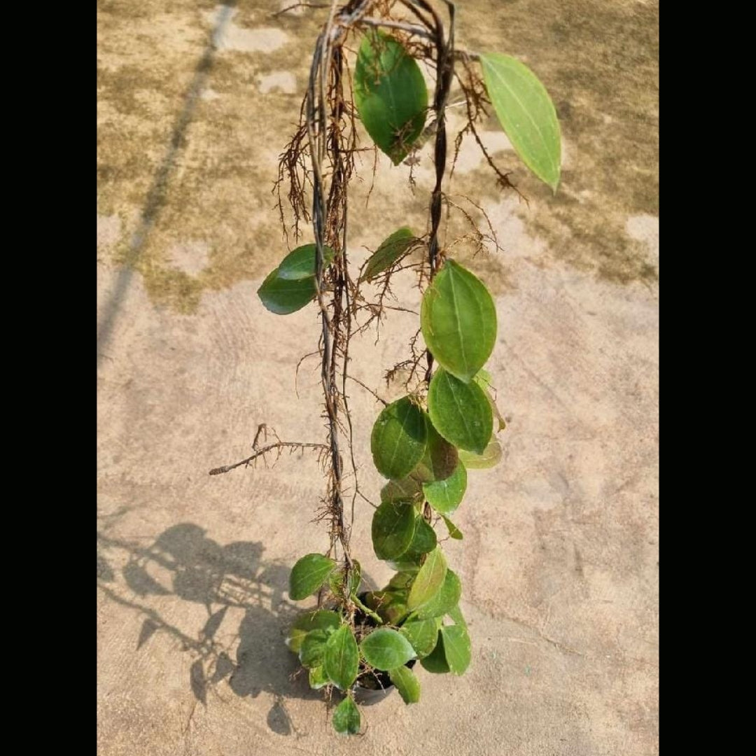 Hoya Paulshirleyi (PRE-ORDER)