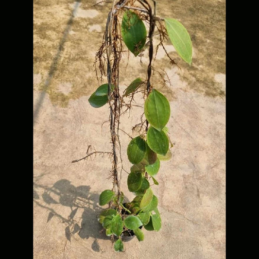 Hoya Paulshirleyi (PRE-ORDER)