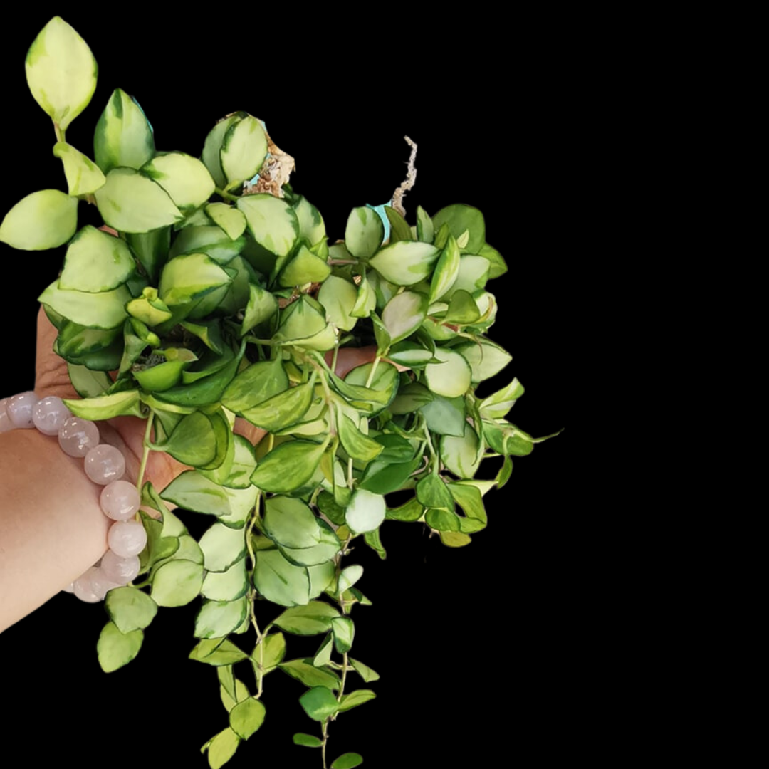 Hoya heuschkeliana variegated Large (PRE-ORDER)-JULY165