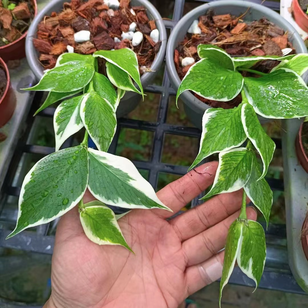 Hoya polyneura albomarginata Medium (PRE-ORDER)-JULY338