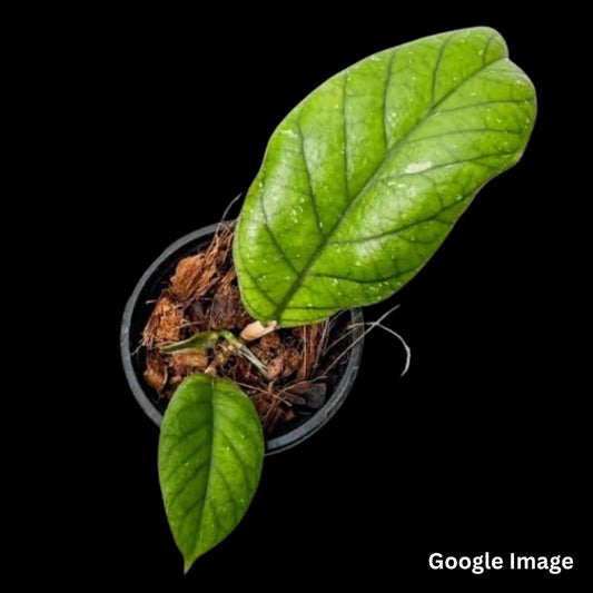 Hoya Sp.IML -1198,ipps-7021 Aff Clemensiorum (Large) PRE-ORDER-JULY547