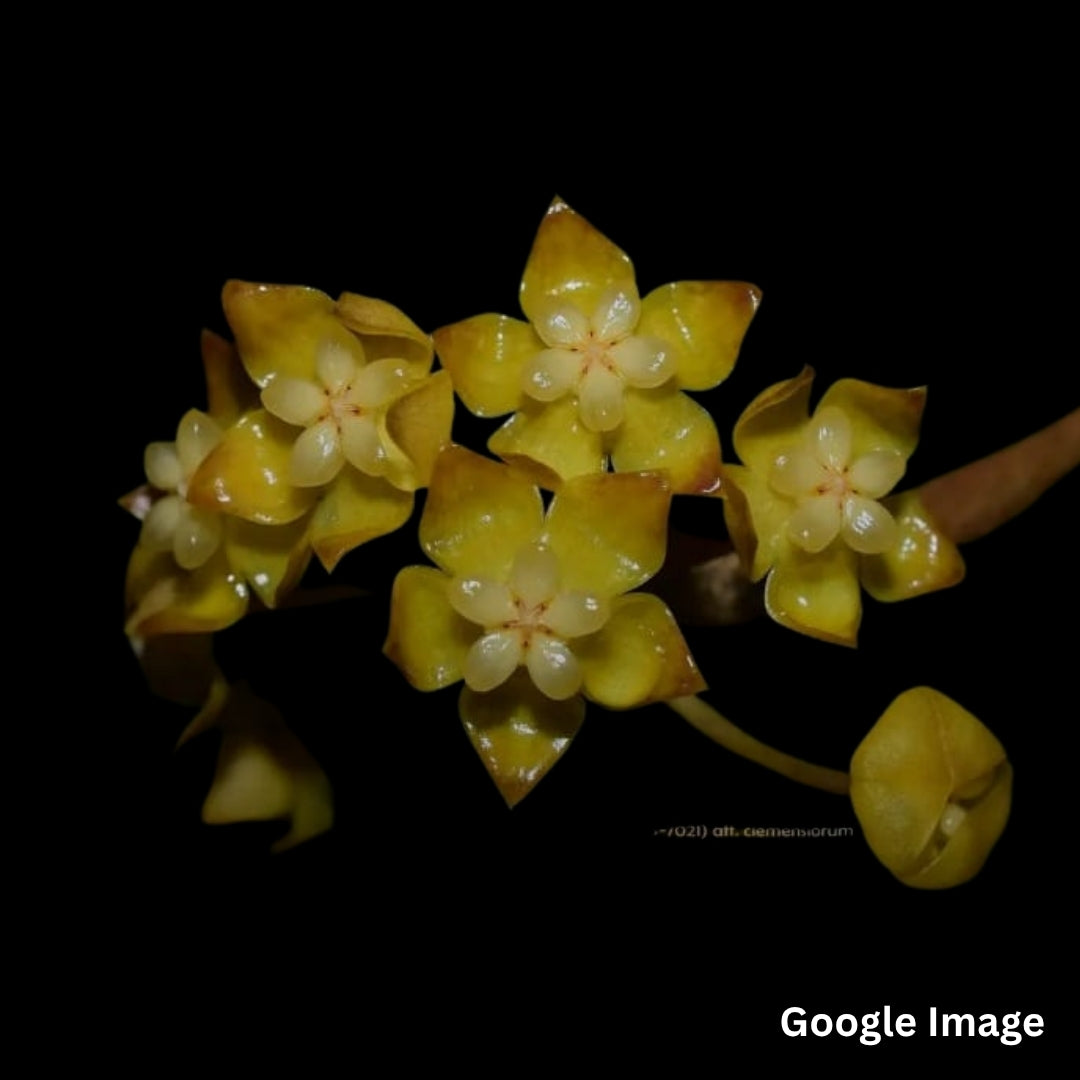 Hoya Sp.IML -1198,ipps-7021 Aff Clemensiorum (Large) PRE-ORDER-JULY547