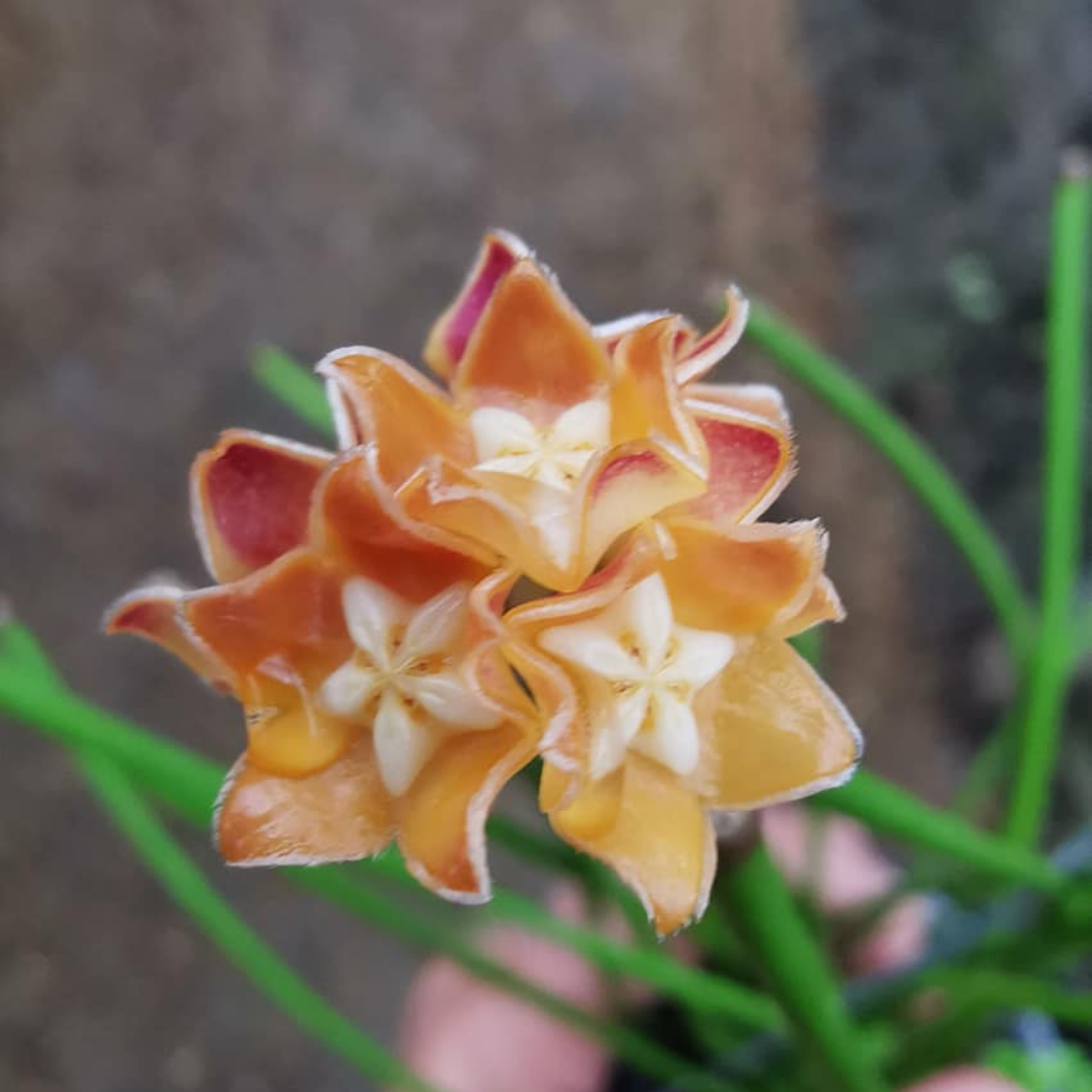 Hoya spartioides big flower Small (PRE-ORDER)-july405