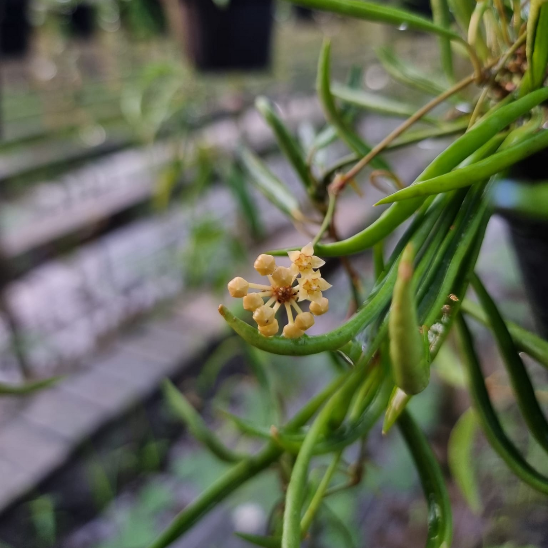 Hoya acicularis mutate Large (PRE-ORDER)-JULY03