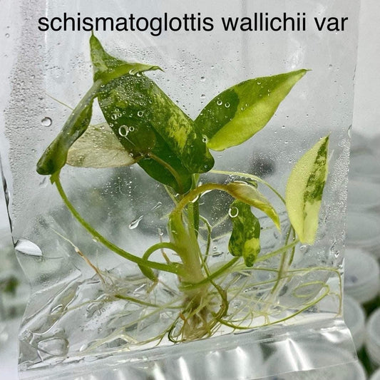 Schismatoglottis Wallicii Variegated Tissue Culture (PRE-ORDER)-TC111