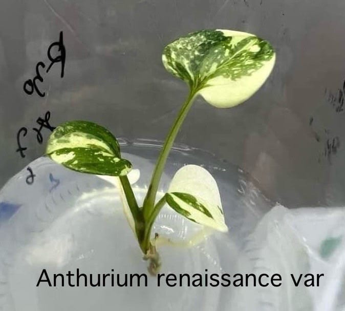 Anthurium Renaissance Variegated Tissue Culture (PRE-ORDER)-TC55