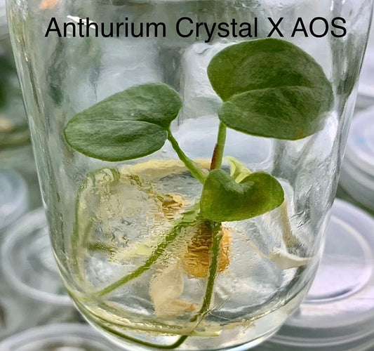 Anthurium crystal X aos Tissue Culture (PRE-ORDER) -TC58