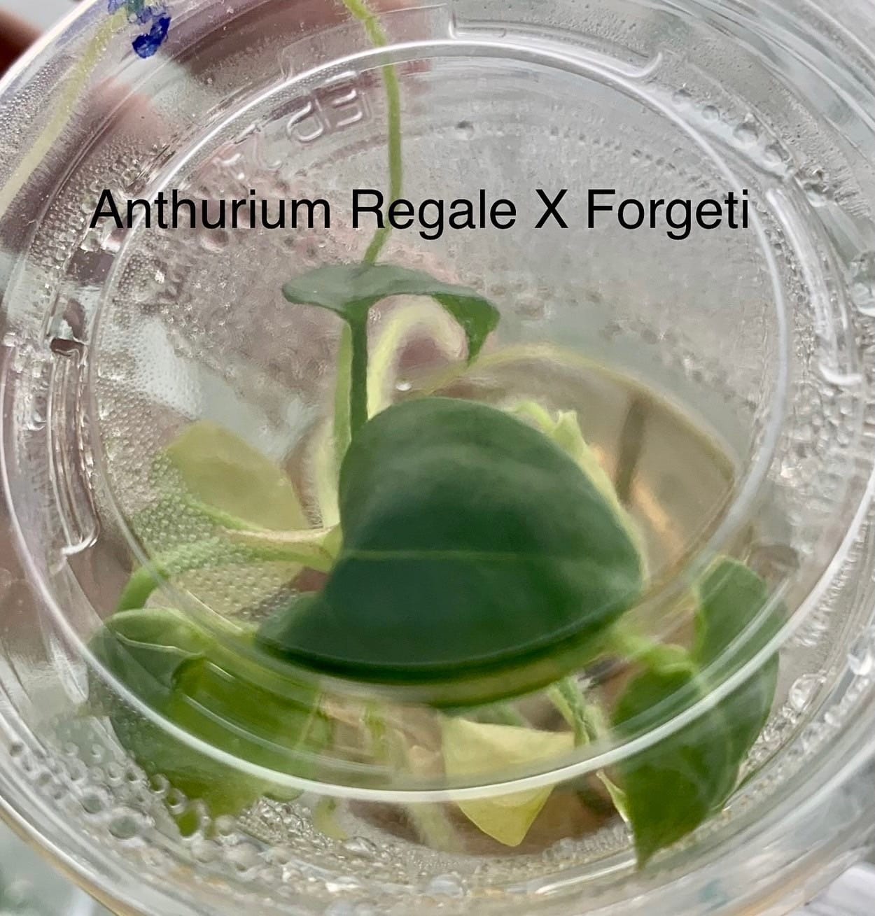 Anthurium Regale X Forgetii Tissue Culture (PRE-ORDER) -TC59