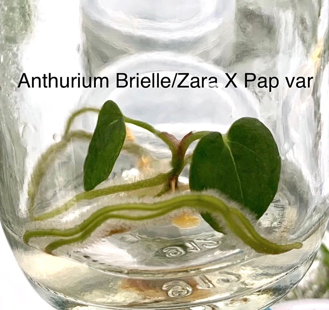 Anthurium brielle/zara X papi Variegated Tissue Culture (PRE-ORDER) -TC61