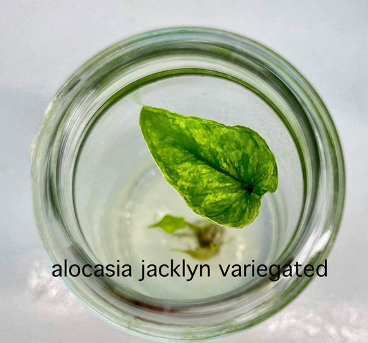 Alocasia Jacklyn Variegated Tissue Culture (PRE-ORDER)-TC28