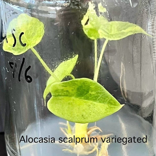 Alocasia Albo Aurea Tissue Culture (PRE-ORDER)-TC41