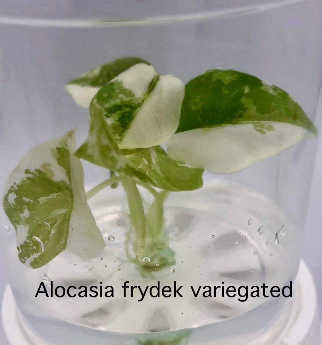 Alocasia Frydek Albo Tissue Culture (PRE-ORDER)-TC23