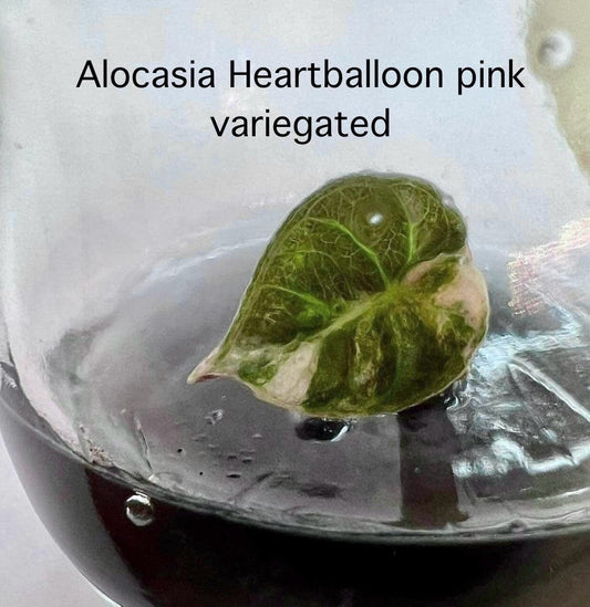 Alocasia Heart Balloon Albo/Pink Tissue Culture (PRE-ORDER)-TC25