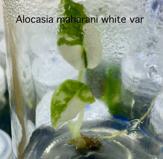 Alocasia Maharani Albo Tissue Culture (PRE-ORDER)TC-31