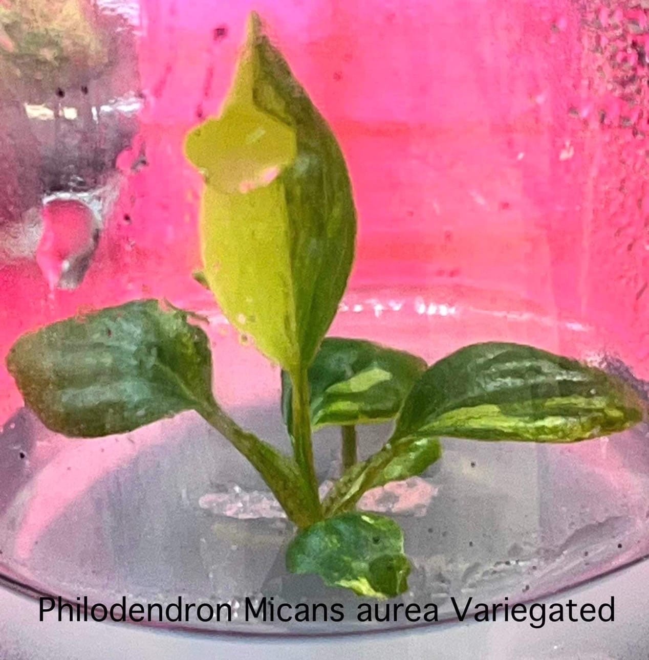 Philodendron Micans Aurea Variegated Tissue Culture (PRE-ORDER)-TC88