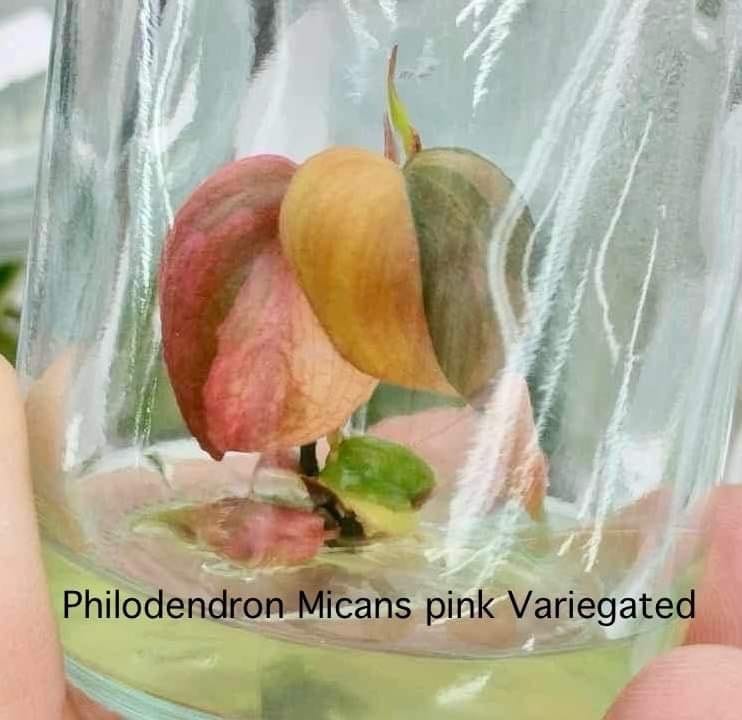 Philodendron Micans Pink Variegated Tissue Culture (PRE-ORDER)-TC87