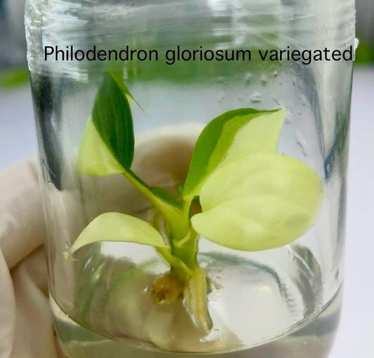 Philodendron Gloriosum Variegated Tissue Culture (PRE-ORDER)-TC92