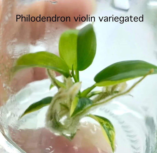 Philodendron Violin Variegated Tissue Culture (PRE-ORDER)-TC73