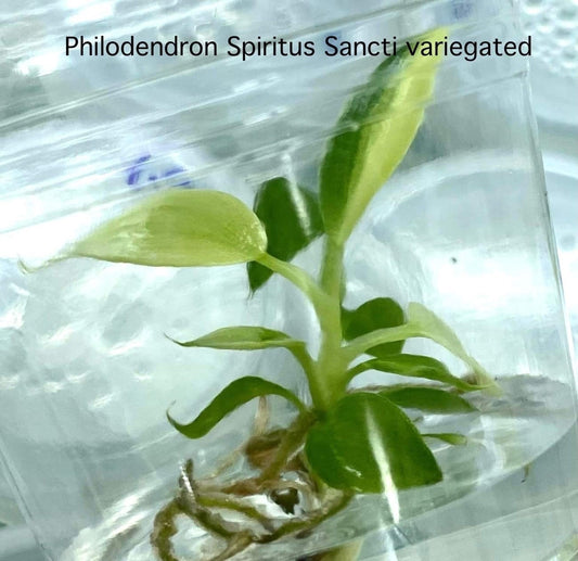 Philodendron Spiritus Sancti Variegated Tissue Culture (PRE-ORDER)-TC80